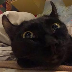 【急尋】混種貓 - 新竹縣新埔鎮新關路 (黑色)