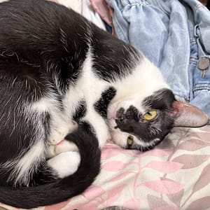 【急尋】混種貓 - 雲林縣虎尾鎮新生路59號 (黑白)