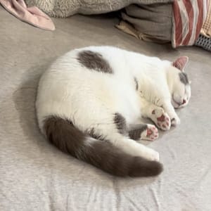 【急尋】曼赤肯貓 - 新北市林口區中正路103號4樓 (全身白，尾巴、頭頂、右側身體部分紫羅蘭色)