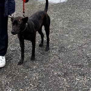 【急尋】台灣犬 - 宜蘭縣冬山鄉冬山路一段 (棕色-虎斑)