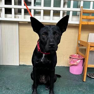 【急尋】台灣犬 - 宜蘭縣冬山鄉冬山路一段 (黑)