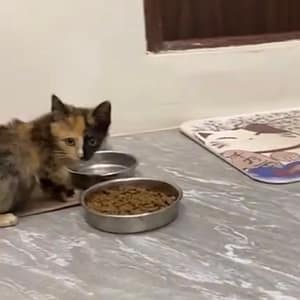 【急尋】混種貓 - 宜蘭縣南澳鄉金洋路37號 (三花)