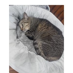 【急尋】混種貓 - 新北市永和區永和路一段7號11樓 (虎斑 )