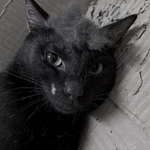 【急尋】混種貓 - 屏東縣恆春鎮鵝鑾里船帆路238-2號 (黑色)