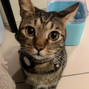 【急尋】混種貓 - 臺北市中山區吉林路199巷35號一樓 (虎斑，咖啡棕白，少許黑色)