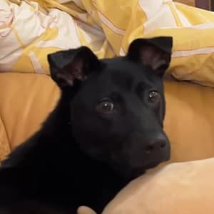 【急尋】混種犬 - 新竹縣峨眉鄉石峰道路與三峰路交叉路口 (黑色)