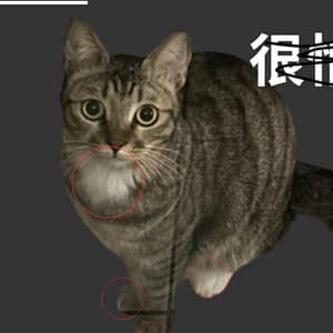 【急尋】混種貓 - 新竹縣芎林鄉芎林鄉文山路490巷3弄40號 (棕色虎斑貓前胸跟腳掌有白毛)