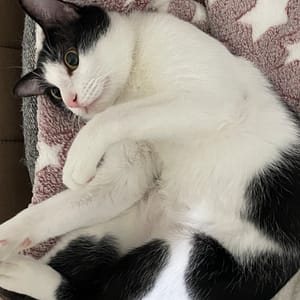 【急尋】混種貓 - 桃園市龜山區長庚醫護新村122號1樓 (黑白)