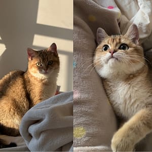 【急尋】英國短毛貓 - 新竹市東區東門街34巷18號16樓 (咖啡色 黃黑花紋)