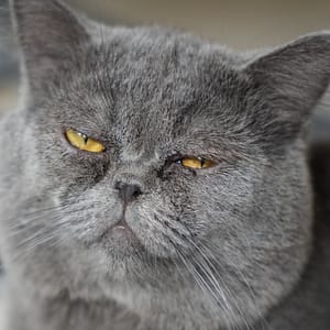 【急尋】英國短毛貓 - 臺中市南屯區黎明路二段71巷32弄7號7樓 (灰色)