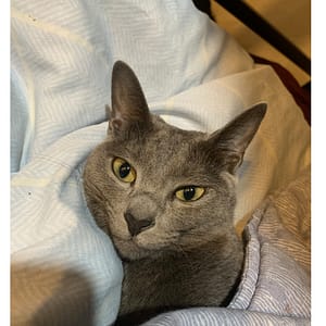 【急尋】俄羅斯藍貓 - 臺北市信義區虎林街104巷170號 (黑灰色（藍色）)