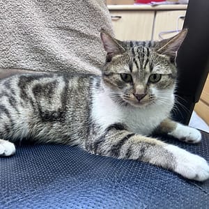 【急尋】混種貓 - 基隆市安樂區安和一街4巷1號 (虎斑)