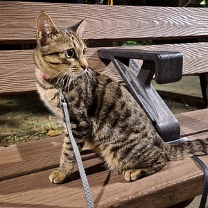 【急尋】混種貓 - 新北市土城區擺接堡路 (黃虎斑)