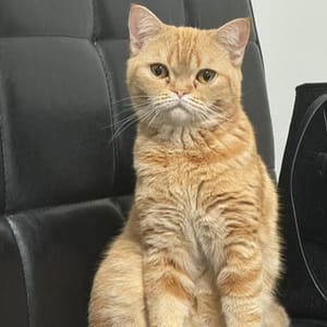 【急尋】英國短毛貓 - 臺南市安平區 (橘色 長得像加菲貓)