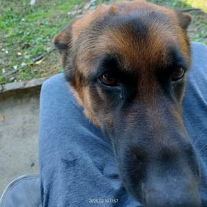 【急尋】德國狼犬(德國牧羊犬) - 臺中市太平區黃竹里德利路193號 (棕色黑背)