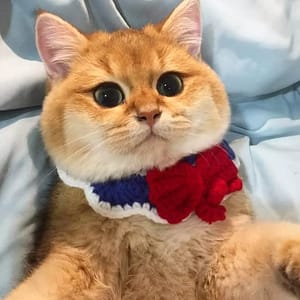 【急尋】英國短毛貓 - 新北市淡水區新民街 (金漸層)