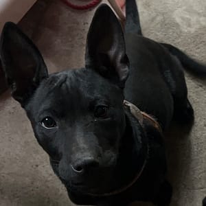 【急尋】混種犬 - 花蓮縣富里鄉萬寧村7鄰67號 (黑色)