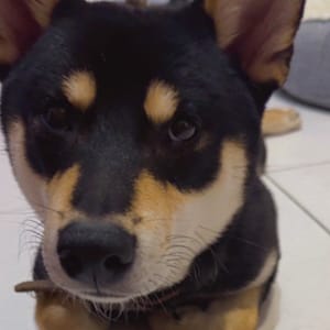 【急尋】柴犬 - 基隆市七堵區明德二路45號 (黑色三花)