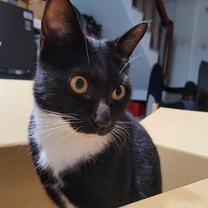 【急尋】混種貓 - 宜蘭縣宜蘭市黎明三路301巷1號 (黑貓，橘色眼睛，胸口和四肢白色)