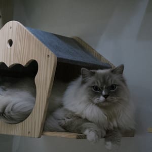 【急尋】布偶貓 - 臺中市北屯區環太東路557號2樓 (白色帶點煙燻（臉部及身體）)