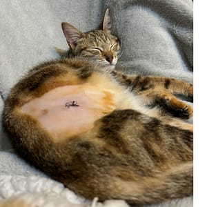 【急尋】混種貓 - 新竹縣竹北市鳳岡路三段136巷127號 (虎斑)