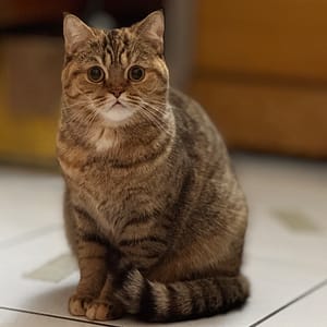 【急尋】英國短毛貓 - 新北市樹林區潭興街107巷21弄16號5樓 (褐色虎斑紋)