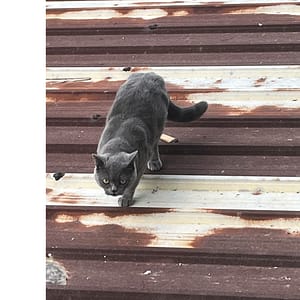 【急尋】英國短毛貓 - 高雄市岡山區本洲路321巷16號 (灰色)