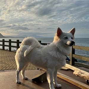 【急尋】日本狐狸犬 - 新北市瑞芳區鼻頭路 (白色)