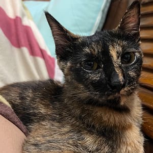 【急尋】混種貓 - 彰化縣田中鎮新庄里居仁街177巷11號 (代帽)