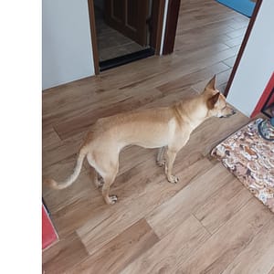 【急尋】混種犬 - 臺北市大安區敦化南路二段203號 (?色)