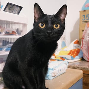 【急尋】混種貓 - 臺南市仁德區保生路65了巷6號 (黑色)