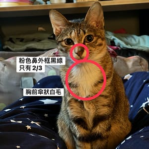 【急尋】混種貓 - 新北市新莊區八德街153巷22號7樓 (虎斑)