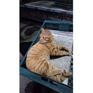 【急尋】混種貓 - 雲林縣西螺鎮民權街72號 (橘色)