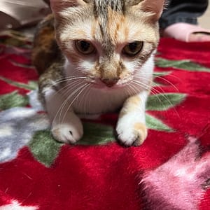 【急尋】混種貓 - 桃園市龍潭區中興路461巷31號 (白黃灰)