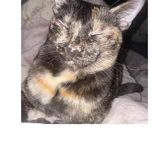 【急尋】混種貓 - 臺南市東區中華東路二段133巷77弄16號 (黑色跟米白色 )