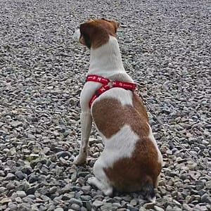 【急尋】傑克羅素梗 - 彰化縣埔心鄉瑤鳳路三段492巷9弄25號 (白棕花紋)