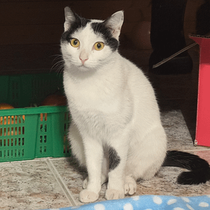 【急尋】混種貓 - 宜蘭縣礁溪鄉大忠路145巷 (黑白)