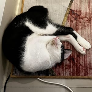 【急尋】混種貓 - 高雄市大寮區溪寮路106-20號 (黑白)