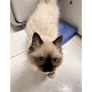 【急尋】布偶貓 - 臺南市安平區育平九街192巷71號9F12 (灰白黑)