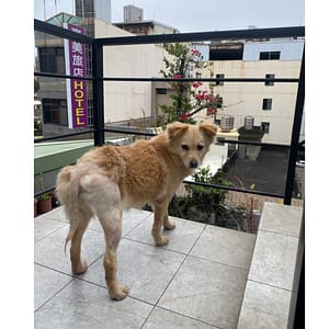 【急尋】混種犬 - 新竹市東區勝利路17號 (淡黃色)