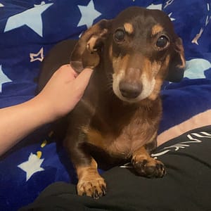 【急尋】臘腸犬 - 桃園市蘆竹區孔明路281巷 (咖啡色)