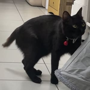 【急尋】混種貓 - 彰化縣和美鎮道周路266號 (黑色米克斯 尾巴較短尾端禿毛 大腿兩側有白毛)