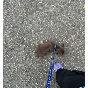 【急尋】混種犬 - 彰化縣芬園鄉彰南路一段498號 (偏咖啡色)