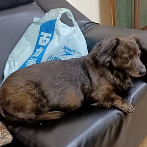 【急尋】臘腸犬 - 臺中市大雅區筏堤東街一段 (黑咖啡)