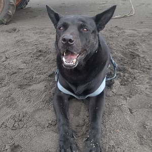 【急尋】混種犬 - 宜蘭縣頭城鎮港口里 濱海路一段276號 (黑色)