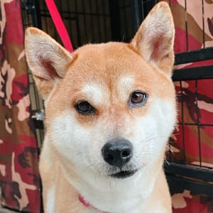 【急尋】柴犬 - 臺中市神岡區豐原大道8段 (淺咖啡)