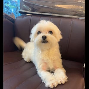 【急尋】瑪爾濟斯犬 - 臺南市南區喜樹路40巷 (白色)