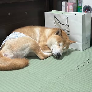 【急尋】柴犬 - 桃園市平鎮區賦梅路635巷 (黃白色 柴犬)