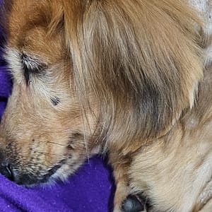 【急尋】臘腸犬 - 桃園市平鎮區義民里復旦路二段11號 (棕色)