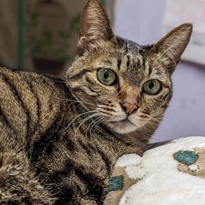 【急尋】混種貓 - 臺北市文山區興隆路一段181巷10號 (虎斑)